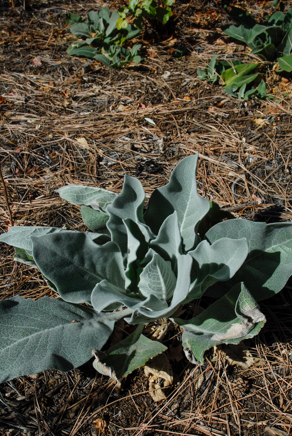 Arctic Summer Mullein